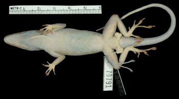 Media type: image;   Herpetology R-70791 Aspect: ventral